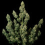 Семена конопли Wedding CHEESECAKE Auto от Fast Buds