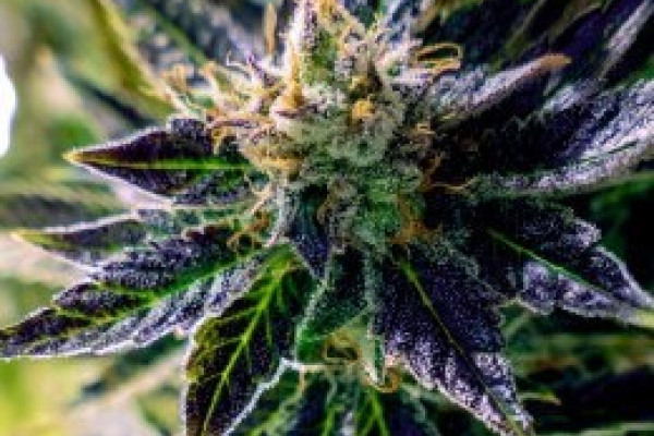 Самая сильная в мире марихуана конопля с ростова