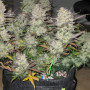 Семена конопли TANGIE Auto от Fast Buds