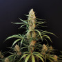 Насіння конопель Original AUTO JACK HERER від Fast Buds