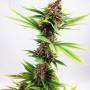 Cannabis seed variety Purple Kush