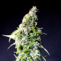 Cannabis seed variety Speedy Boom Auto