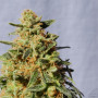 Cannabis seed variety White Domina