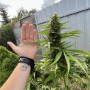 Семена конопли Original AUTO AFGHAN KUSH от Fast Buds