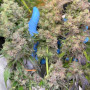 Семена конопли RAINBOW MELON ™ от Fast Buds
