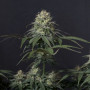 Cannabis seeds TROPICANA Cookies_FF from Fast Buds