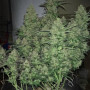 Семена конопли Original AUTO CRITICAL от Fast Buds