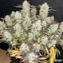 Cannabis seeds BLUE DREAM Auto from Fast Buds