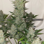 Семена конопли Original AUTO CHEESE от Fast Buds