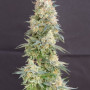 Семена конопли RAINBOW MELON ™ от Fast Buds