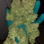 Семена конопли ZTRAWBERRIEZ Auto от Fast Buds