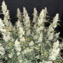 Насіння конопель Original AUTO JACK HERER від Fast Buds