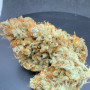 Семена конопли FROSTBANGER Auto™ от Fast Buds