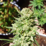Семена конопли G14 Auto от Fast Buds
