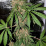 Cannabis seed variety Divine OG Kush