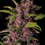 Cannabis seed variety Auto Purple Feminised Gold