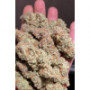 Семена конопли GG4 ™ (Gorilla Glue) от Fast Buds