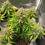 Сорт семян каннабиса Auto Lemon Zkittlez