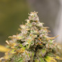 Сорт семян каннабиса Auto Lemon Zkittlez