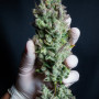 Семена конопли Wedding GLUE Auto от Fast Buds