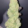 Семена конопли Original AUTO CHEESE от Fast Buds