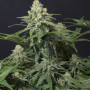 Cannabis seeds Wedding CHEESECAKE_FF from Fast Buds