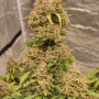 Семена конопли PURPLE PUNCH Auto от Fast Buds