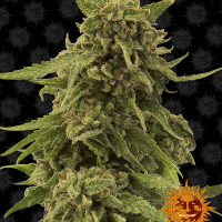 CBD CRITICAL CURE