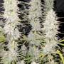 Семена конопли Wedding CHEESECAKE Auto от Fast Buds