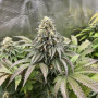 Семена конопли LEMONPAYA ™ от Fast Buds