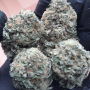 Семена конопли LEMON CHERRY RUNTZ ™ от Fast Buds