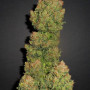 Семена конопли Z Auto (Zkittlez Auto) от Fast Buds