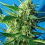 Cannabis seeds NYC DIESEL® from Sweet Seeds