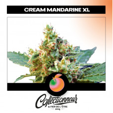 Auto Cream Mandarine XL Feminised Silver