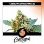 Cannabis seed variety Auto Cream Mandarine XL Feminised Silver