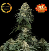 TROPICANA Cookies FF