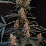 Cannabis seeds Original AUTO NORTHERN LIGHTS from Fast Buds