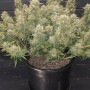 Семена конопли GREEN CRACK Auto от Fast Buds