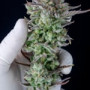 Семена конопли STRAWBERRY BANANA Auto от Fast Buds