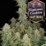 Семена конопли TROPICANA Cookies Auto от Fast Buds