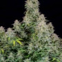 Насіння конопель FORBIDDEN RUNTZ Auto від Fast Buds