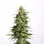 Cannabis seed variety Swiss Dream Auto CBD