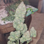 Семена конопли PAPAYA COOKIES Auto™ от Fast Buds