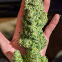 Семена конопли Original AUTO CRITICAL от Fast Buds