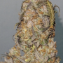 Семена конопли Original AUTO AFGHAN KUSH от Fast Buds