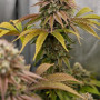 Семена конопли GORILLA MELON ™ от Fast Buds