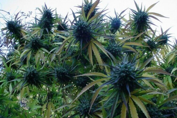 Рост марихуаны во время цветения о легализации конопли