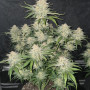 Семена конопли FROSTBANGER Auto™ от Fast Buds