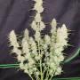 Cannabis seeds Original AUTO MOBY DICK from Fast Buds