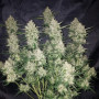 Семена конопли GORILLA Auto (GORILLA GLUE Auto) от Fast Buds